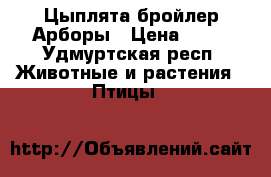 Цыплята бройлер Арборы › Цена ­ 90 - Удмуртская респ. Животные и растения » Птицы   